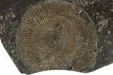 Dactylioceras Ammonite - Posidonia Shale, Germany #180436-1